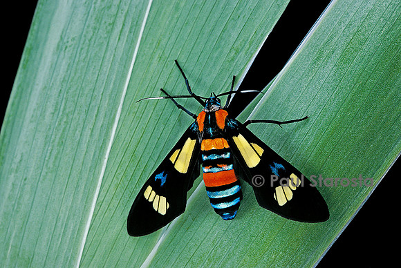 Euchromia folletii
