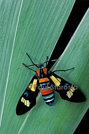 Euchromia folletii