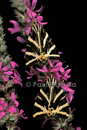 Euplagia quadripunctaria (écaille chinée)