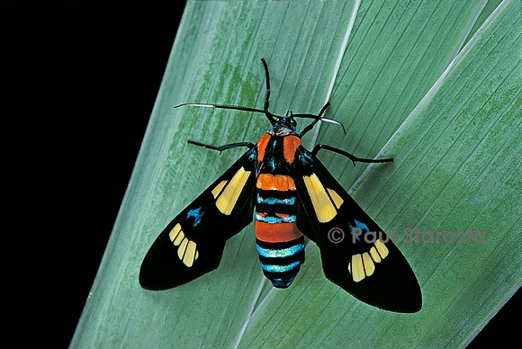 Euchromia folletii