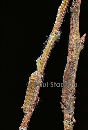 Gastropacha quercifolia (la feuille morte du chêne) - chenilles