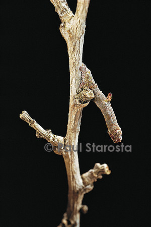 Gnophos sp. - chenille