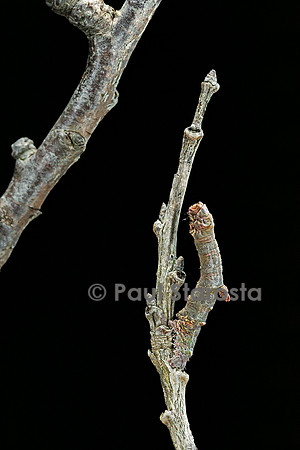Gnophos sp. - chenille