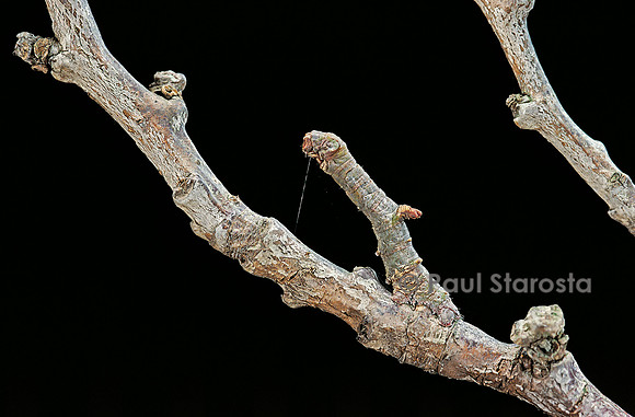 Gnophos sp. - chenille