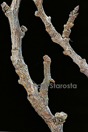 Gnophos sp. - chenille