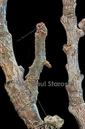Gnophos sp. - chenille
