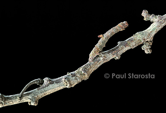 Gnophos sp. - chenille