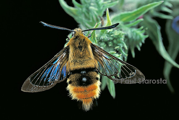 Hemaris tityus (sphinx bourdon)