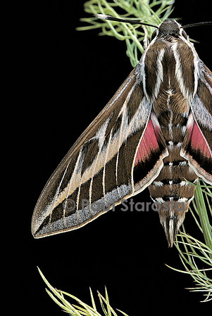 Hyles lineata (sphinx livournien)