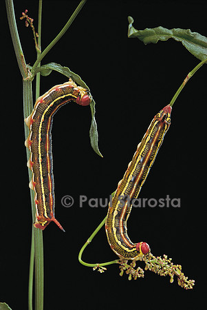 Hyles lineata (sphinx livournien) - chenilles
