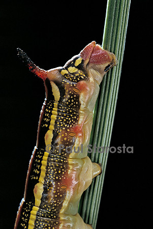 Hyles lineata (sphinx livournien) - détail de la chenille