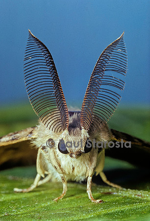 Lymantria dispar (bombyx disparate)  mâle