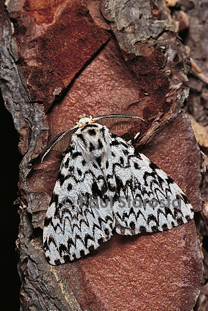 Lymantria monacha (la nonne)