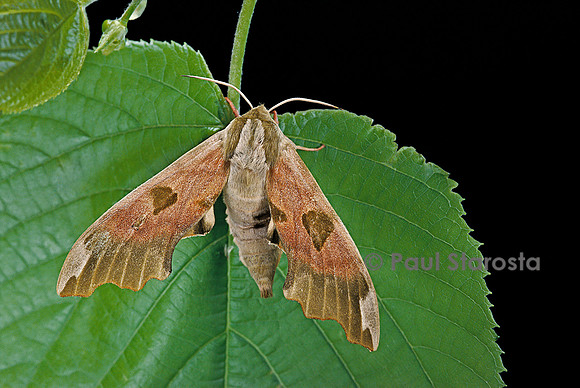 Mimas tiliae (sphinx du tilleul)
