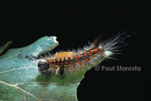 Orgyia antiqua - chenille