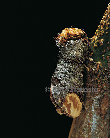 Phalera bucephala