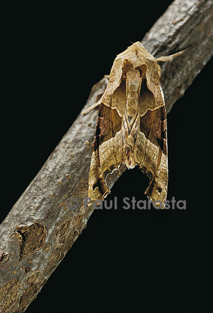 Phlogophora meticulosa (la méticuleuse)
