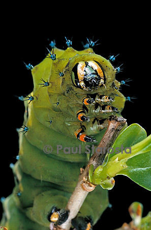 Rothschildia jacobaeae - chenille