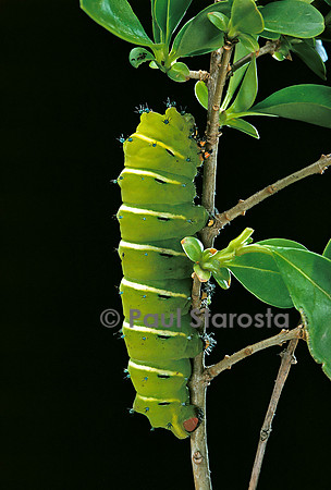 Rothschildia jacobaeae - chenille