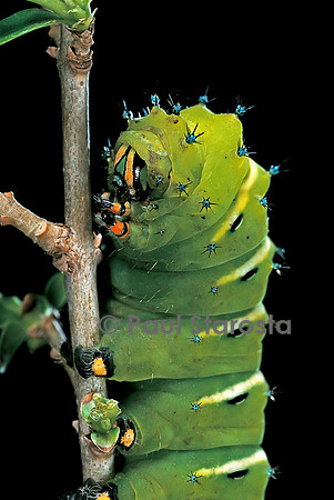 Rothschildia jacobaeae - chenille