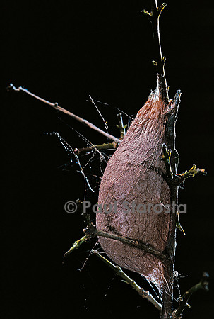 Rothschildia jacobaeae - chrysalide