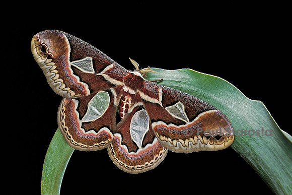 Rothschildia jacobaeae
