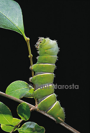 Rothschildia hesperus - chenille