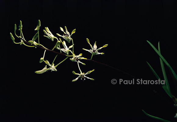 Dendrobium canaliculatum