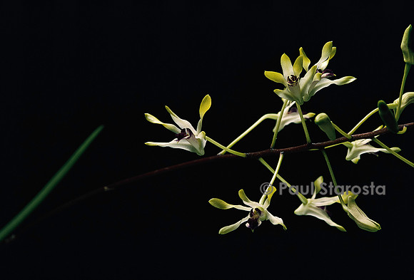 Dendrobium canaliculatum