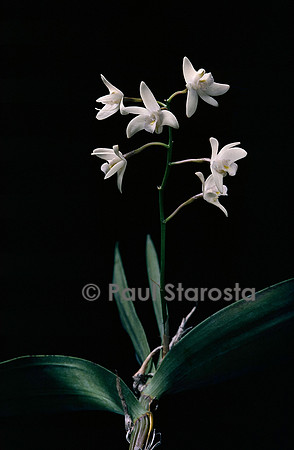 Dendrobium delicatum