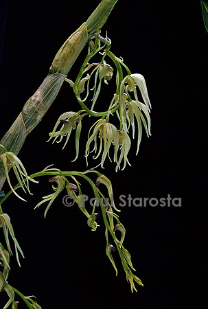 Dendrobium eriaflorum