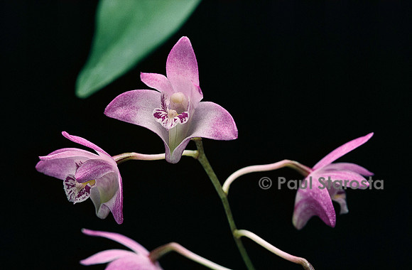 Dendrobium kingianum