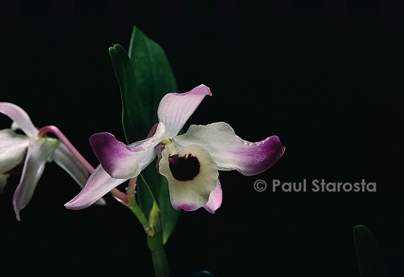 Dendrobium nobile