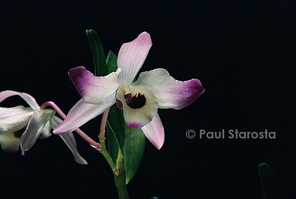 Dendrobium nobile