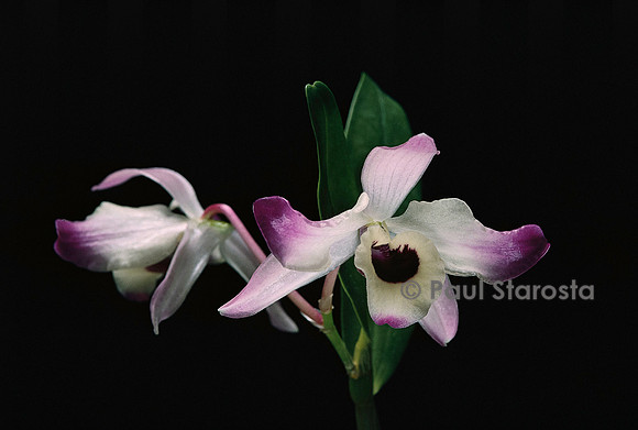 Dendrobium nobile