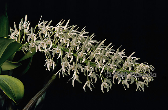 Dendrobium speciosum