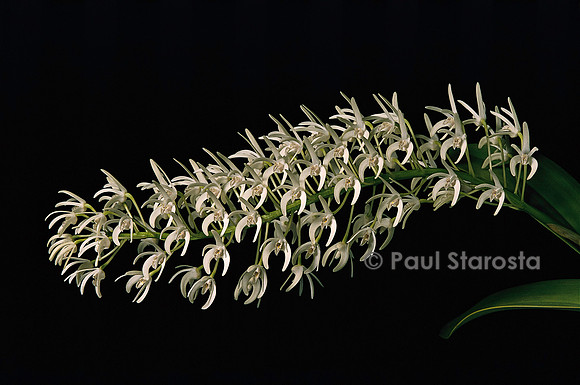 Dendrobium speciosum