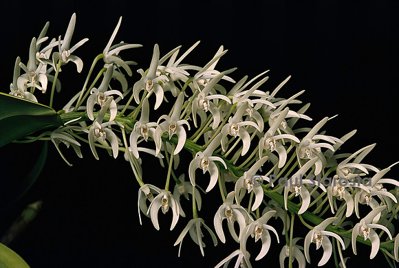 Dendrobium speciosum