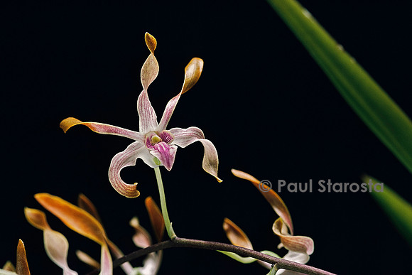 Dendrobium tangerinum