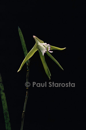 Dendrobium mortii