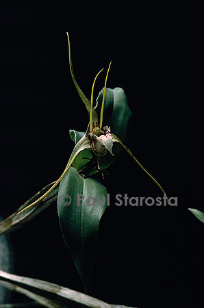 Dendrobium tetragonum