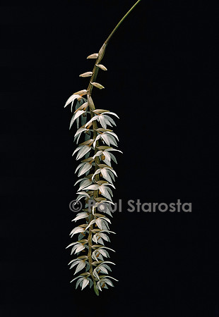 Dendrochilum glumaceum