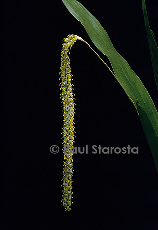 Dendrochilum magnum