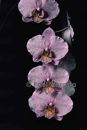 Doritaenopsis ‘Luminescent’