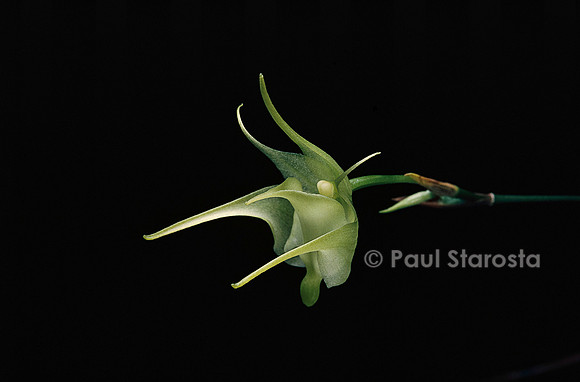 Aeranthes arachnitis