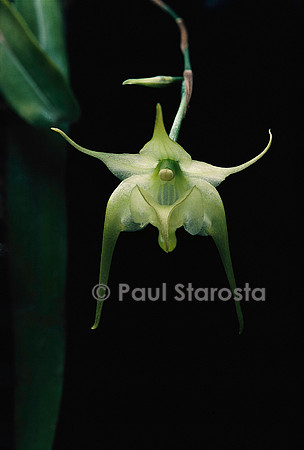 Aeranthes arachnitis