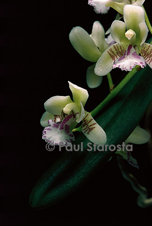 Aerides japonica