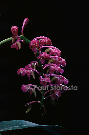 Aerides jarckiana