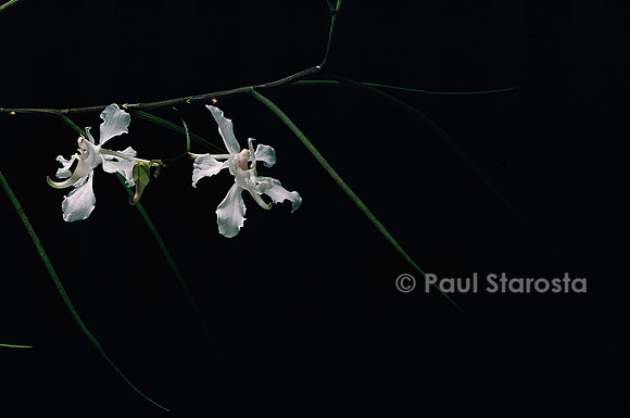Aerides vandarum