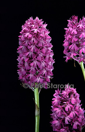 Anacamptis pyramidalis (orchis pyramidal)